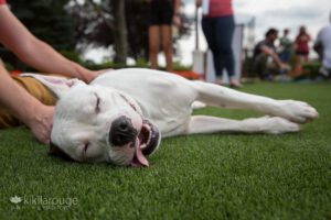 White pit sleeping on grass with tongue out