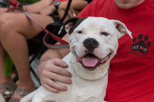 Cute pit bull with white face and one black ear sitting on foster dad