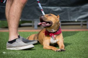 Dog in sun with tongue out looking a foster dad