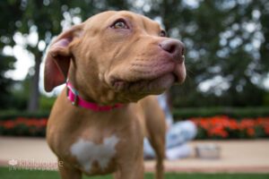 Close up tan pit puppy