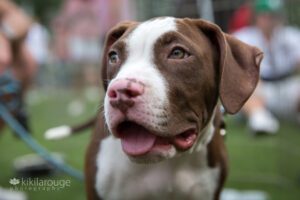 Chocolate and white pit bull puppy smiling