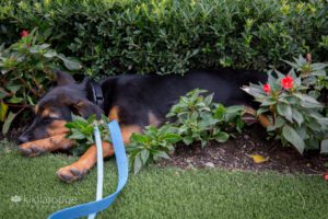 Sleeping rescue puppy in flower bushes