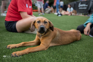 Tan and black rescue puppy on lawn