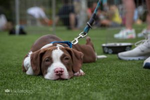 chocolate and white pit bull puppy