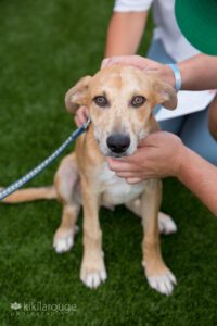 Yellow rescue pup