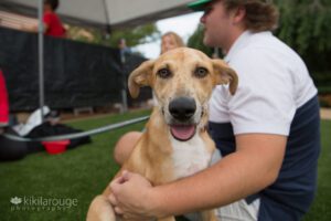 Yellow rescue pup smiling