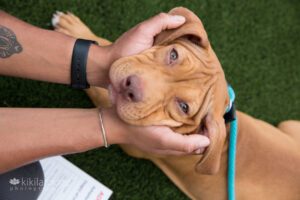 Two hands squishing puppy's sweet face