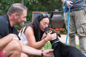 Rescue puppy kissing woman