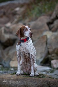 German Shorthair Pointer on rocks at Seattle Beach