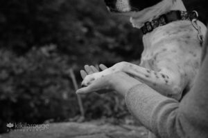 A spotted black and white dog with it's paw in a human's hand