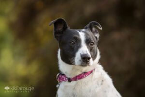 Portrait of black and white rescue dog with pink collar