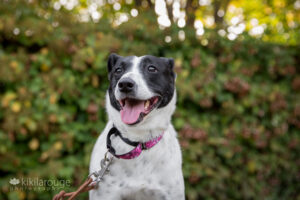 Dog with pink collar and leaf backdrop with black ears smiling