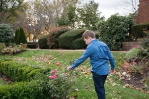 Young boy looking at rose bush