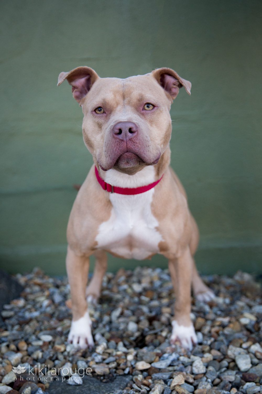 cute little pittie rescue dog by green wall