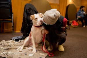 White and tan cute pit bull at dog rescue event