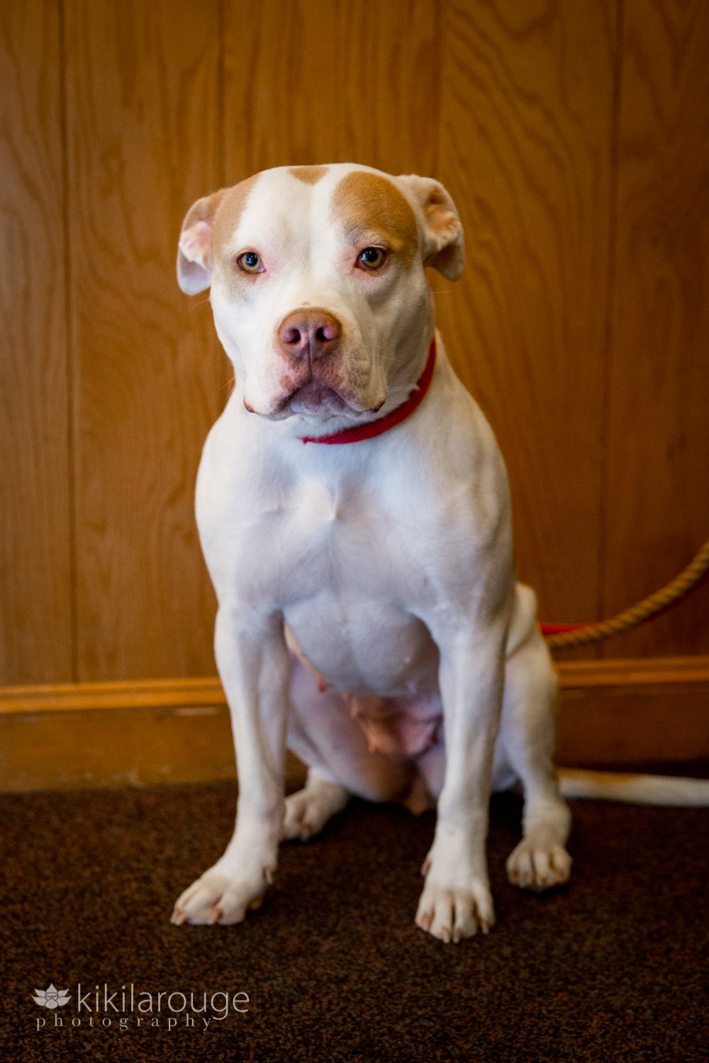 White and tan cute pit bull at dog rescue event