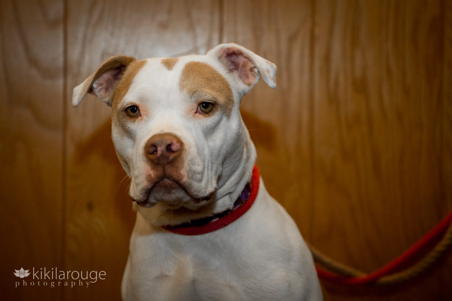 Portrait of a White and tan cute pit bull at dog rescue event