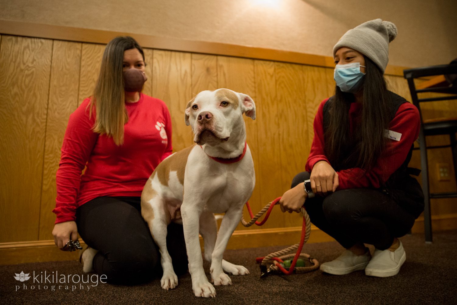 White and tan cute pit bull at dog rescue event with foster Mom and volunteer