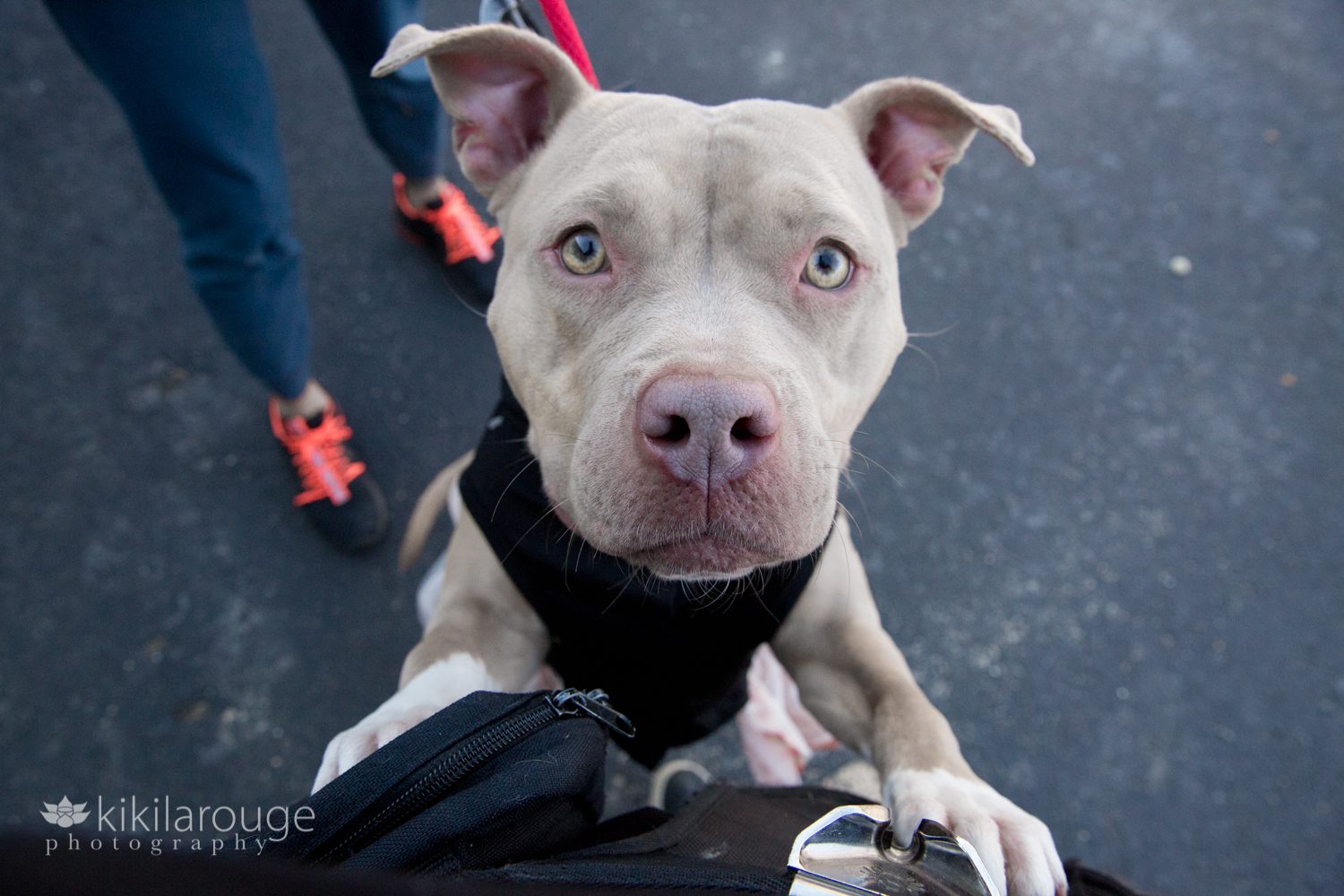 Cute pit bull looking up in camera