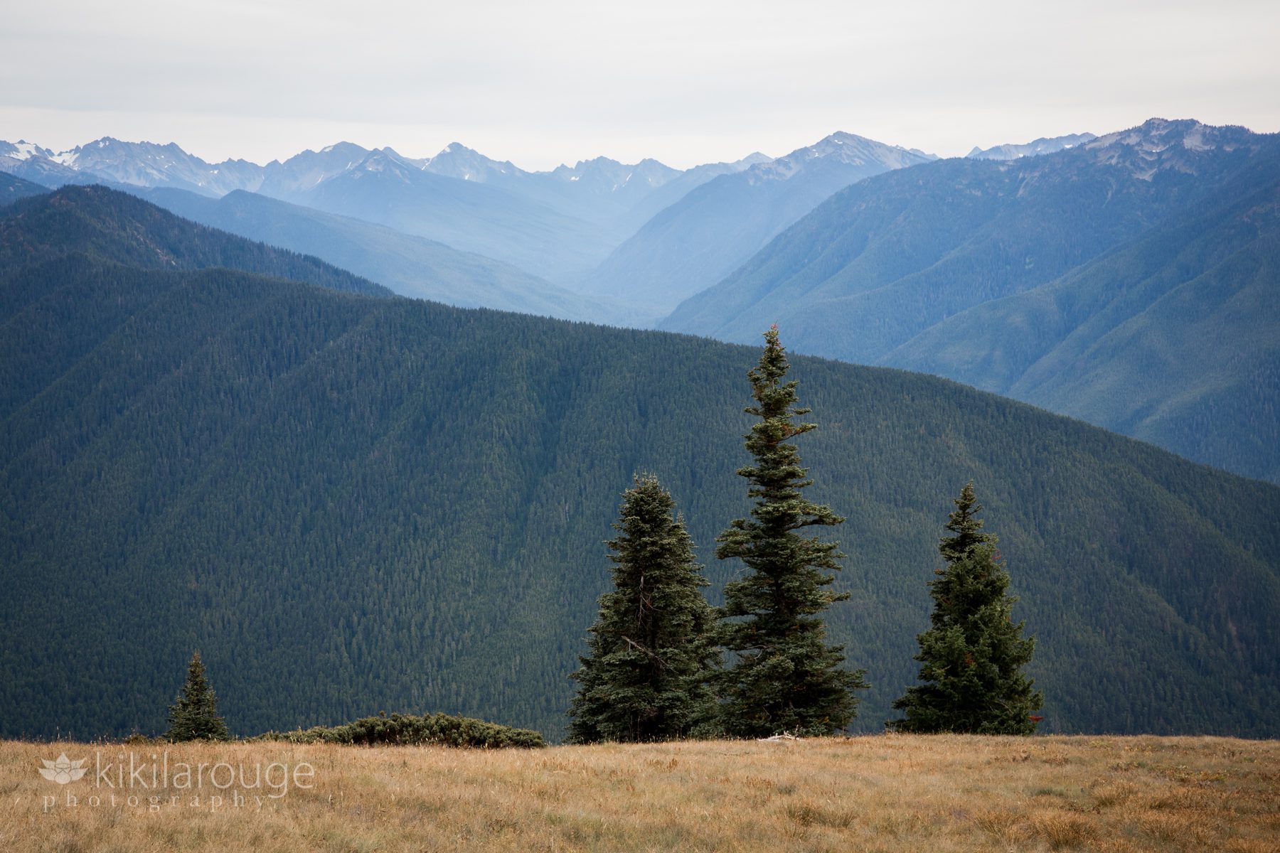 Three trees with mountain scape in the distance at top of ridge in WA