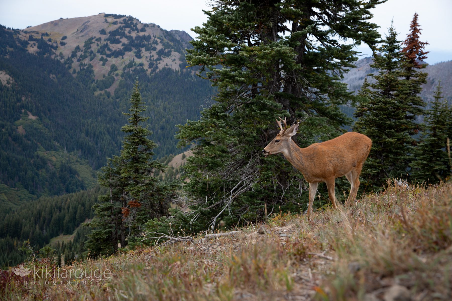 Deer on mountain ridge in Olympic National Park WA
