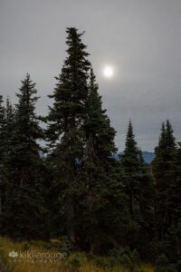 Foggy setting sun in PNW forest