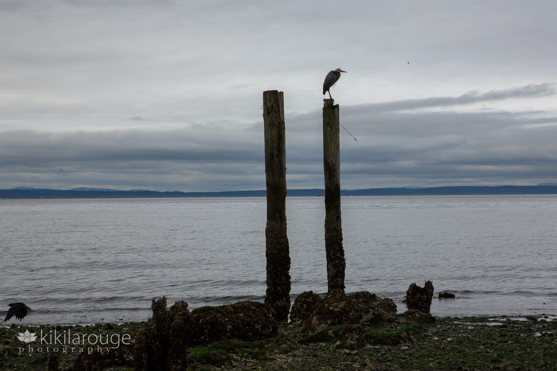 Blue Heron atop old post at Puget Sound