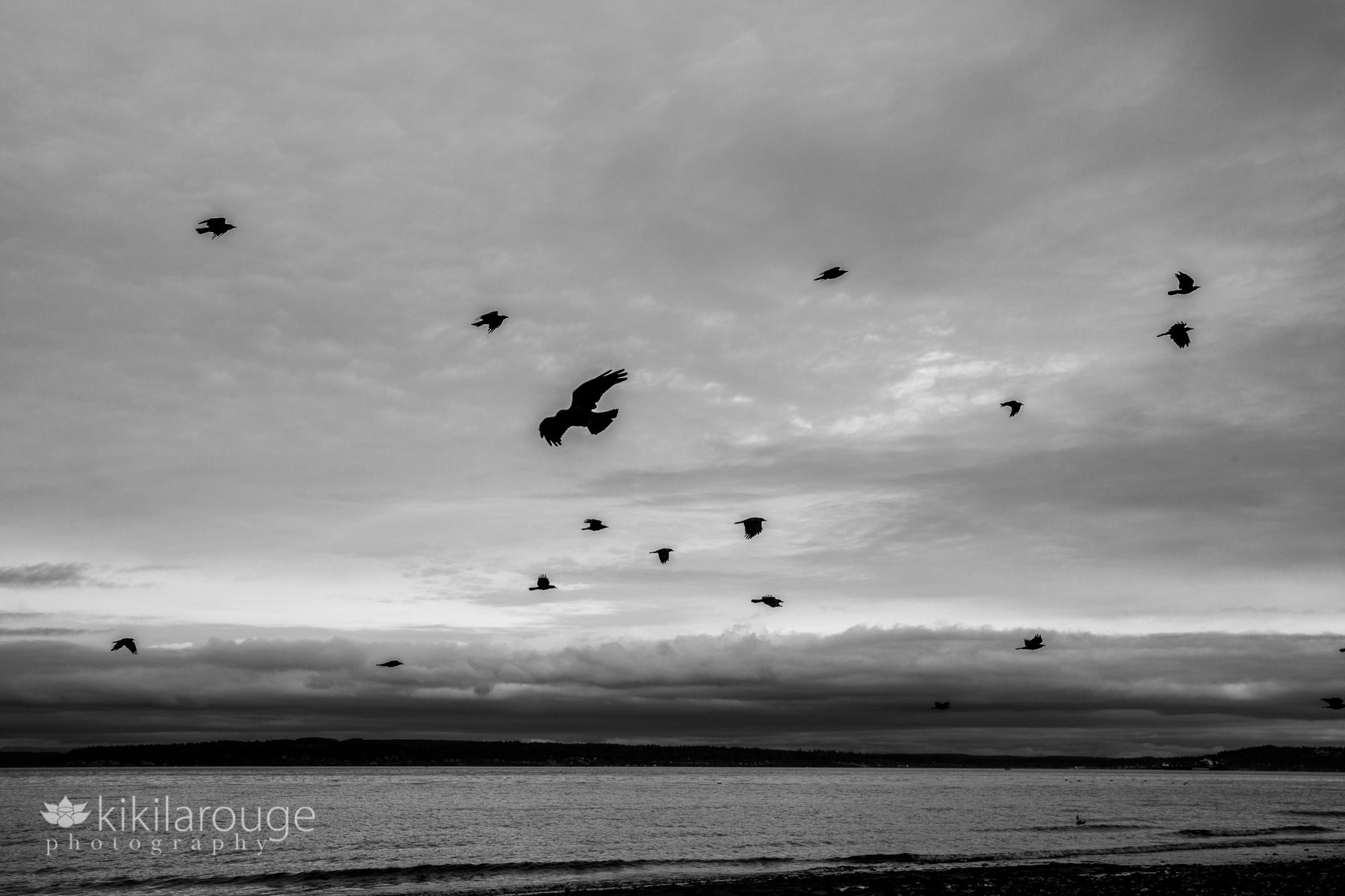 BW birds flying on cloudy day over Puget Sound