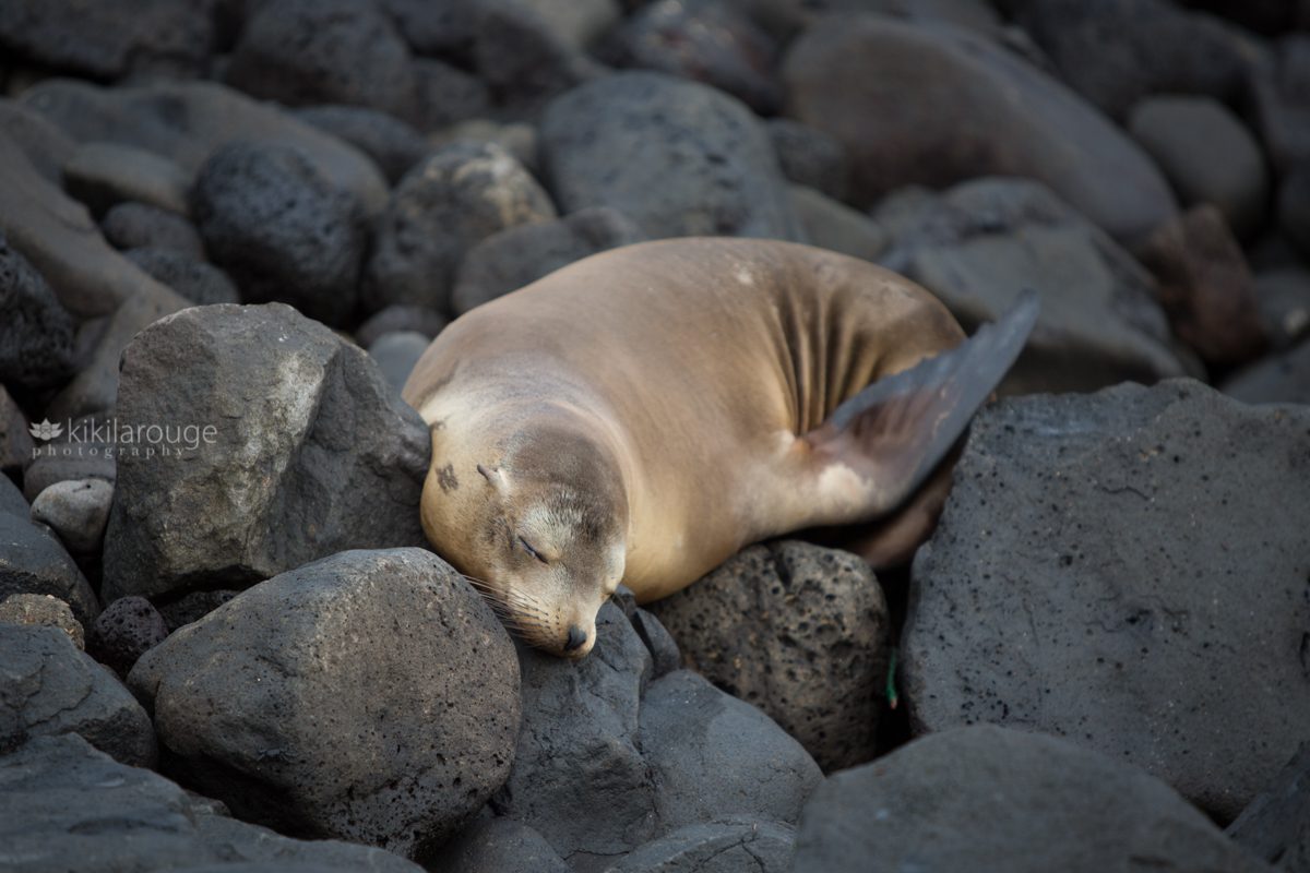 Sleeping Galapagos Sea Lion on Black rocks