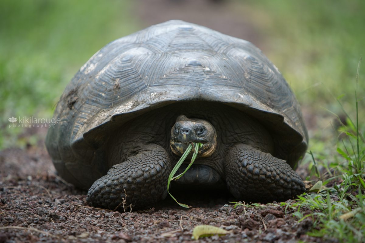 Galapagos Tortoise on path eating grass