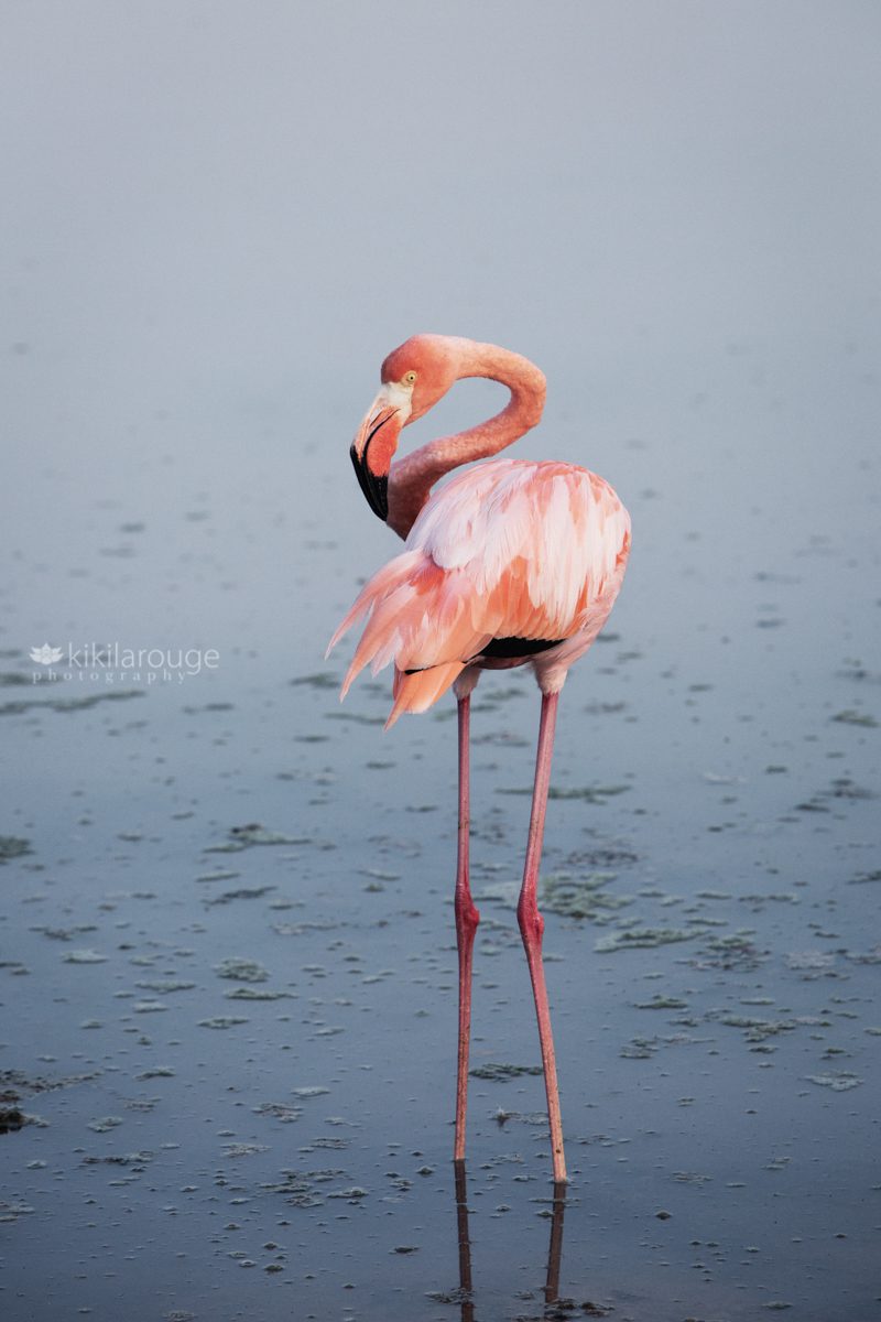 Pink Flamingo in pond on Galapagos island