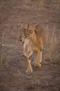 Lion walking with baby cub in her mouth Uganda Africa