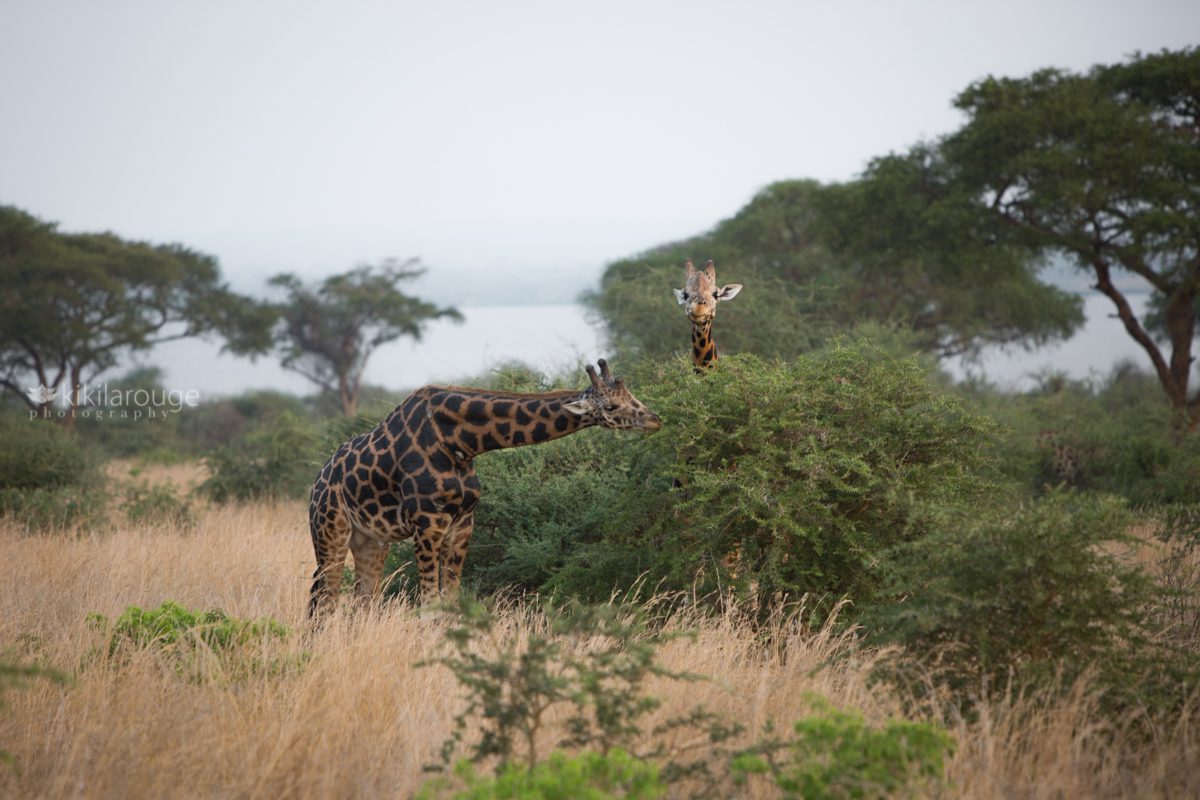 Two giraffes in African bush Uganda