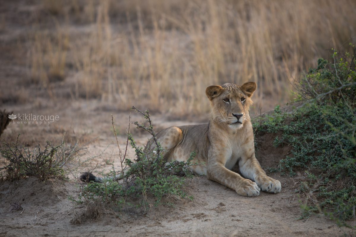 Lioness sitting on African plains in morning light