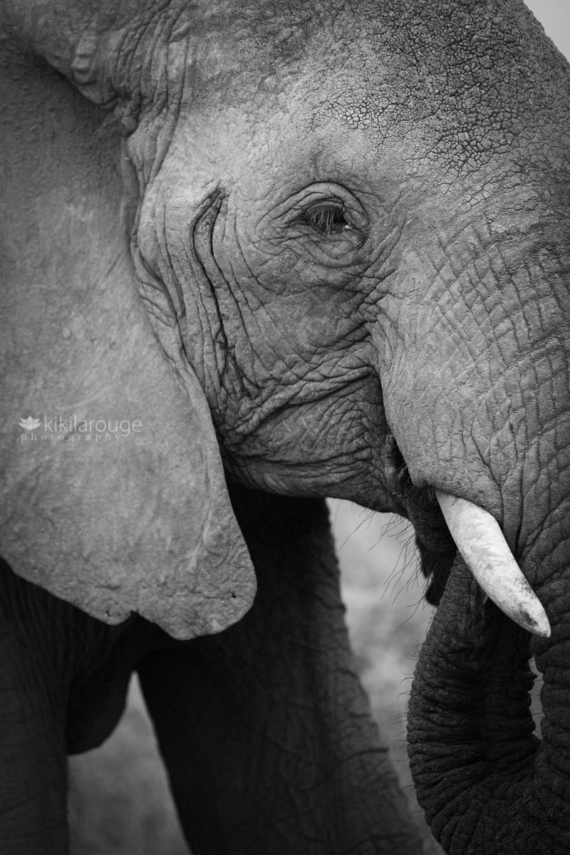 Close up BW of African elephant Uganda