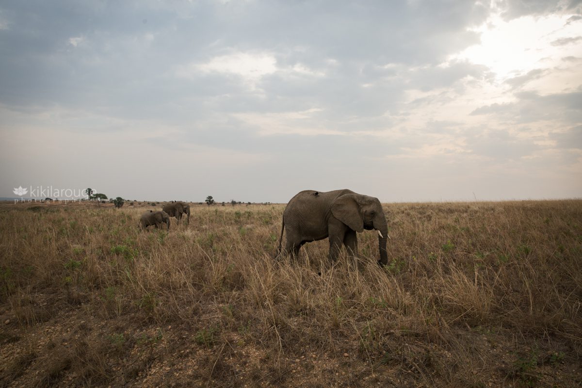 African plain at sunset with roaming elephants