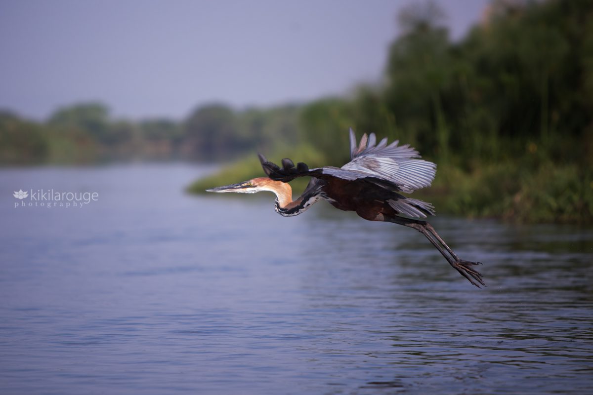 Blue Heron flying over Nile River Uganda Africa