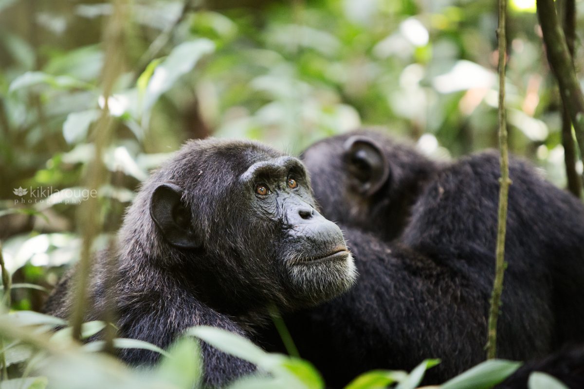 African Chimpanzees in Ugandan forest