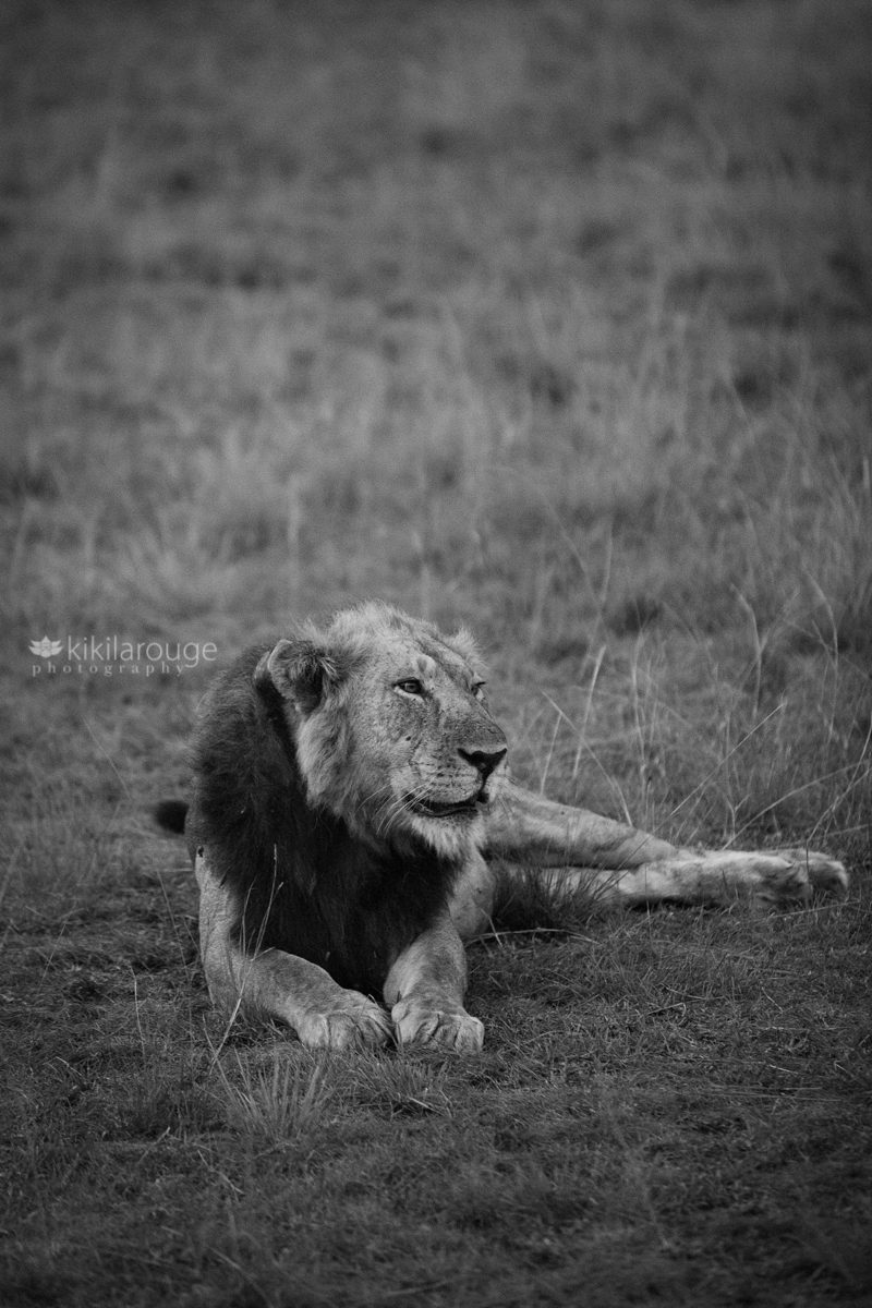 Main Lion in Uganda