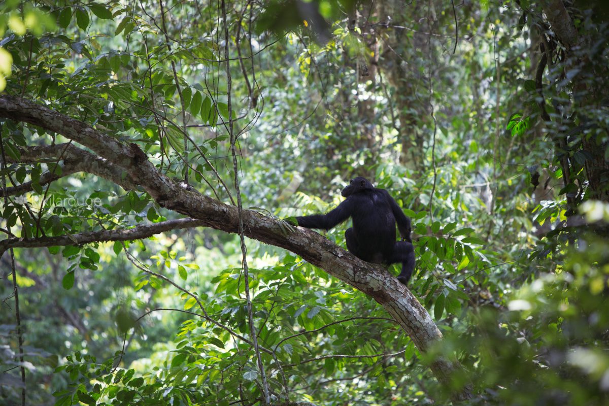 Chimpanzee sitting on tree in forest Uganda Africa