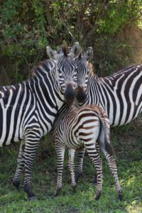 Zebras with baby in Uganda Africa