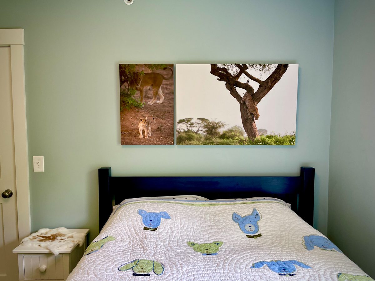 Lion and leopard photographs shown on kids bedroom wall