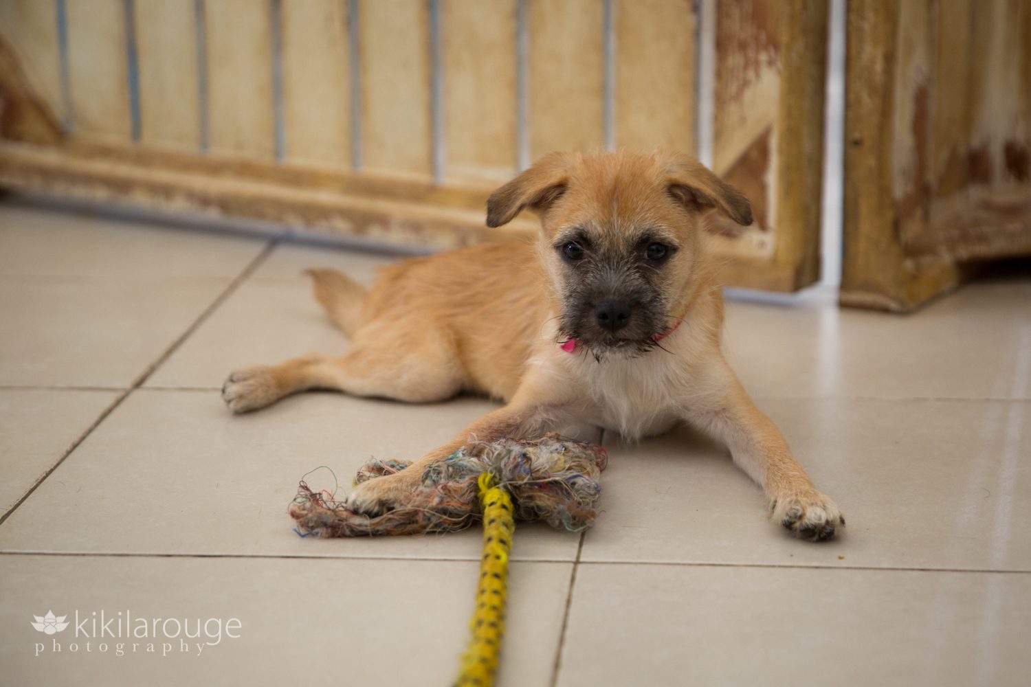 Cute scruffy puppy with rope toy at animal shelter