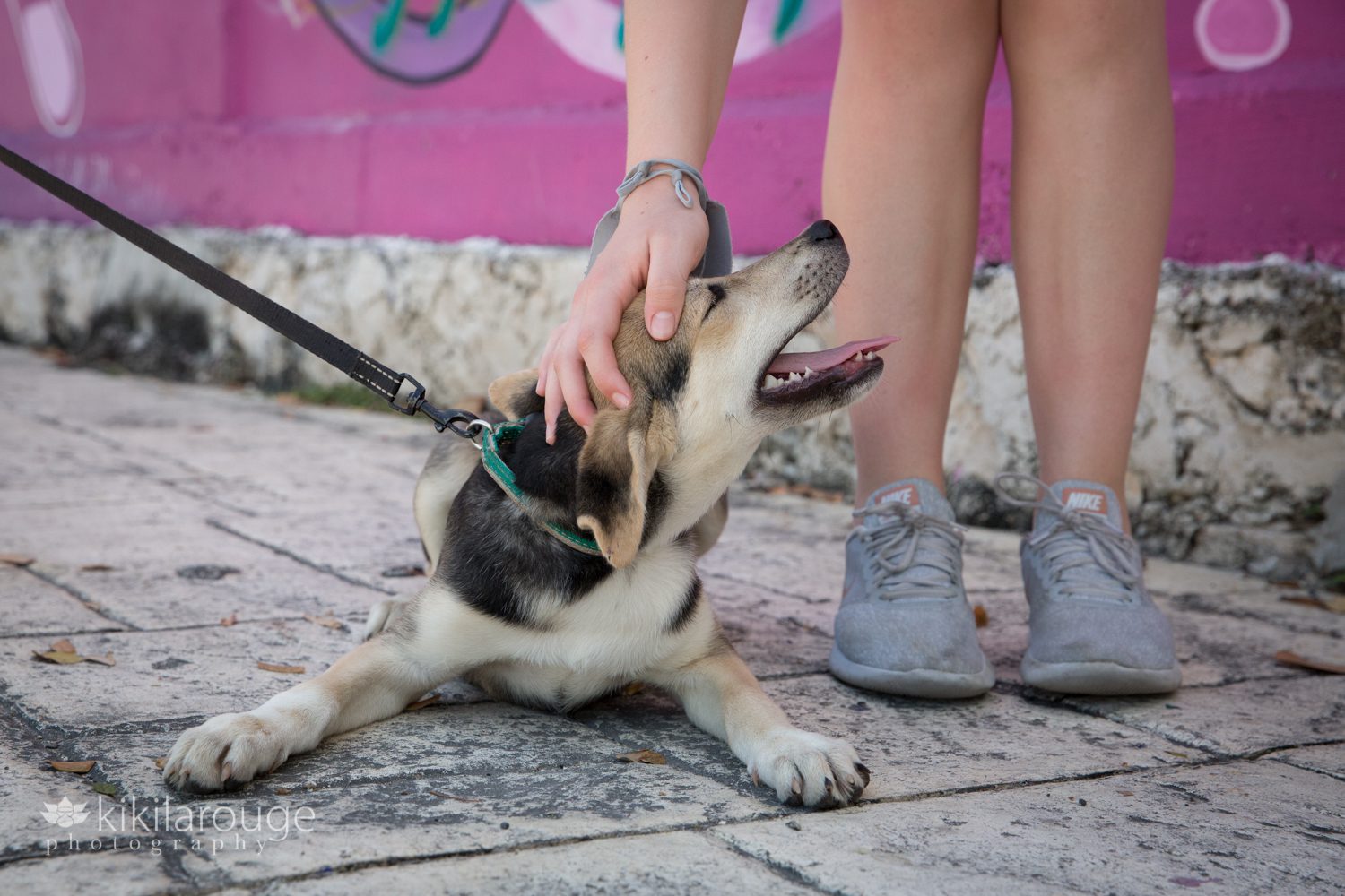 Cute tan puppy getting pat on sidewalk by young girl