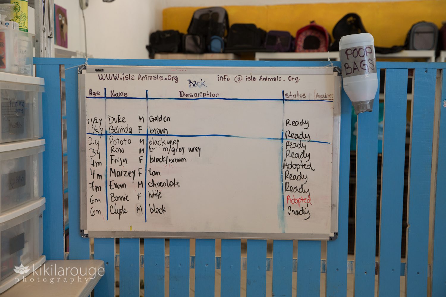 Dry erase board with list of dogs at animal shelter in Mexico