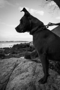 Silhouette of medium size rescue dog on beach rocks with ocean backdrop