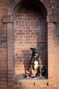 Rescue brown dog in brick archway at sunset with shadow