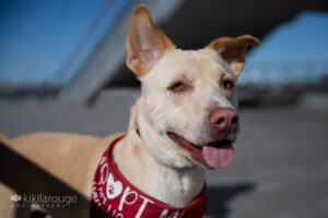 Cute mixed breed rescue dog with floppy ears up and red "Adopt Me" bandana