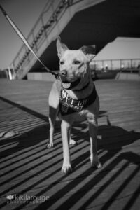 Mixed breed yellow lab dog on pier with shadows