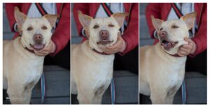 triptych of a yellow lab mix rescue dog making three cute faces